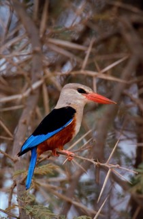 Grey-headed kingfishers