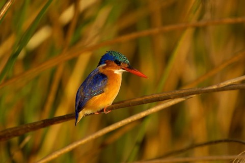 Malachite malachite kingfisher