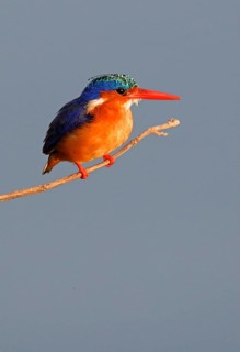 Malachite malachite kingfisher