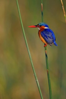Malachite malachite kingfisher