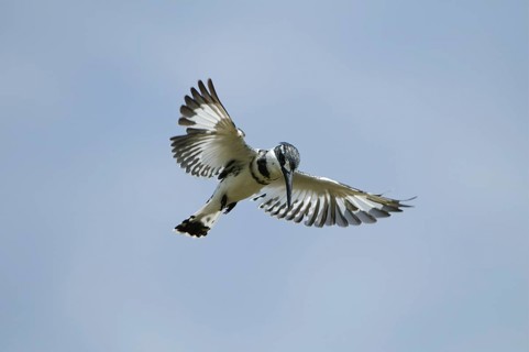 Alcedo rudis