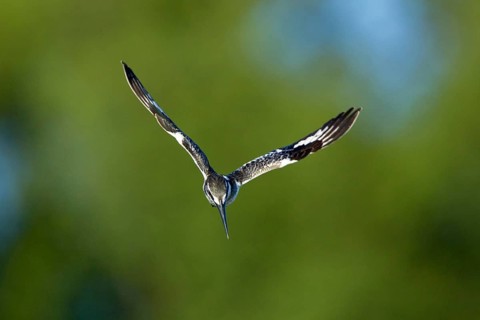 Alcedo rudis