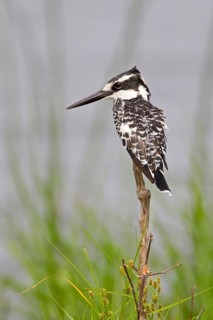 Alcedo rudis