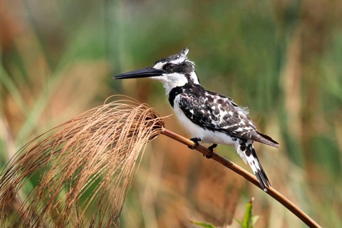 Alcedo rudis