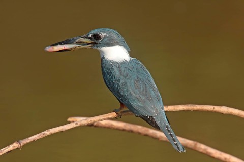 Ringed Kingfisher