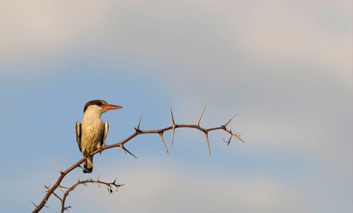 Striped kingfisher
