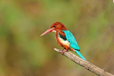 White-breasted Kingfisher Adult perched on India