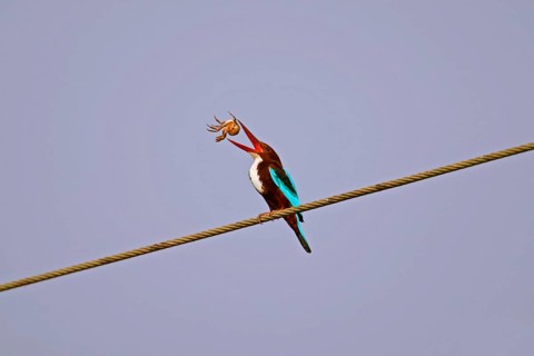White-throated kingfisher