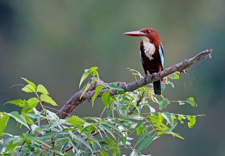White-throated kingfishers