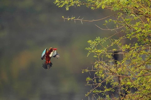 White-throated kingfisher