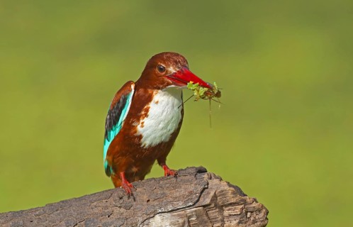 White-throated Kingfisher