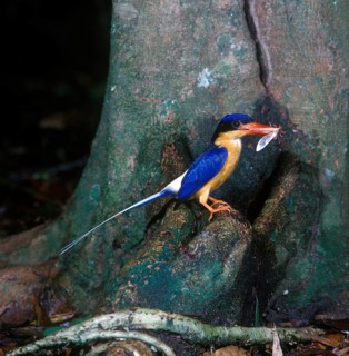Buff-breasted paradise kingfisher
