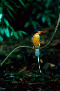 Buff-breasted paradise kingfisher