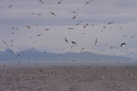 Cape Petrel
