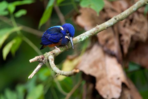 Shining-blue kingfisher