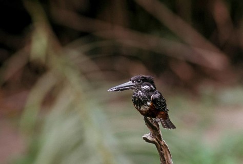 Giant kingfisher