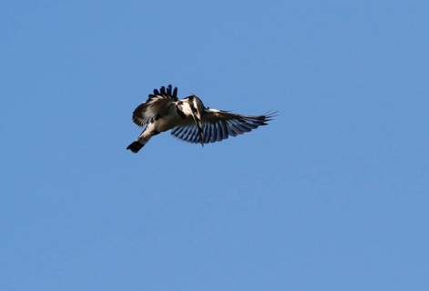 Alcedo rudis