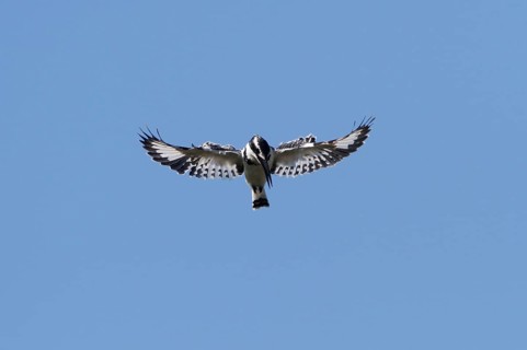 Alcedo rudis