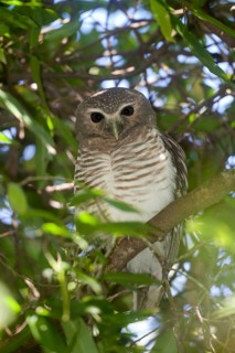 Madagascar Owl