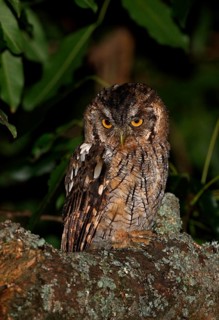 Hoy's Screech-owl