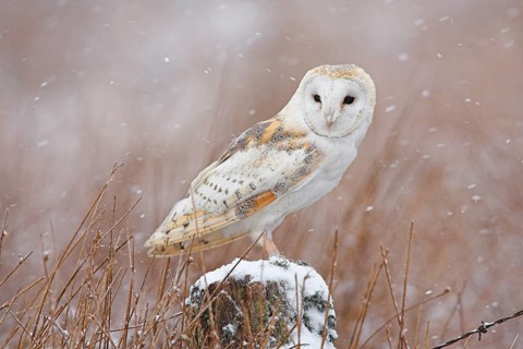 Barn Owl