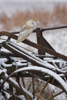Barn Owl