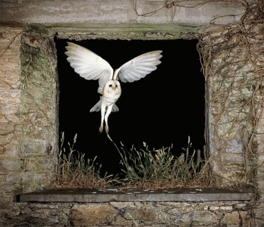 Barn Owl