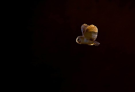 Common barn owl