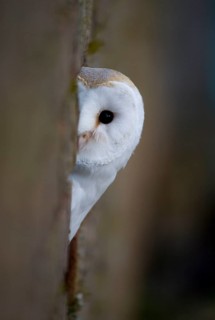 Barn Owl