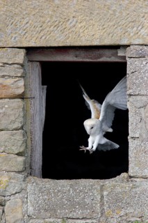 Common barn owl