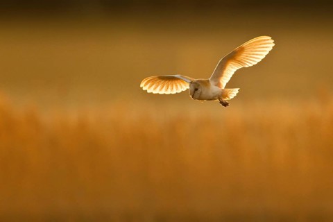 Common barn owl