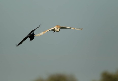 Common barn owl