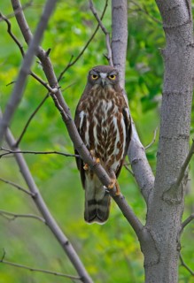 Brown Hawk-owl