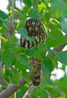 Brown Hawk-owl