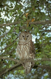 Barred Owl