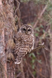 Barred Owl