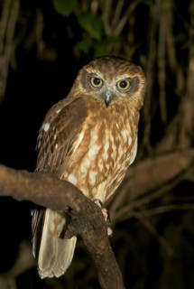 Cuckoo Owl