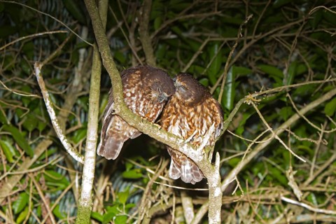 Southern Boobook