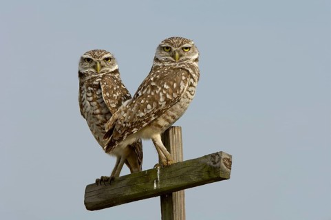 Burrowing Owl