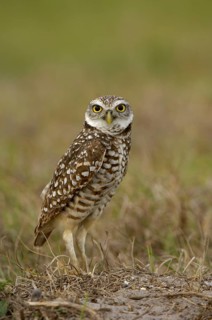 Burrowing Owl