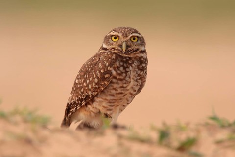 Burrowing Owl