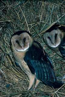 Africa african grass owl