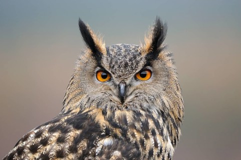 Eurasian eagle-owl