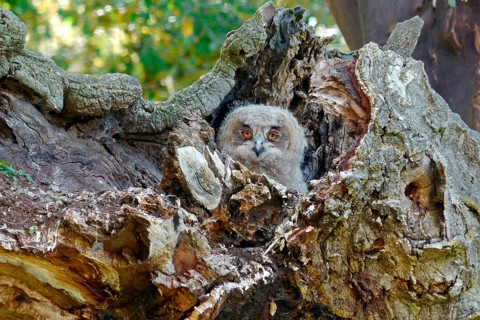 Eurasian Eagle-owl