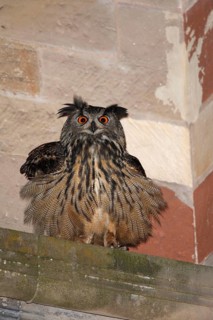 Eurasian eagle-owl