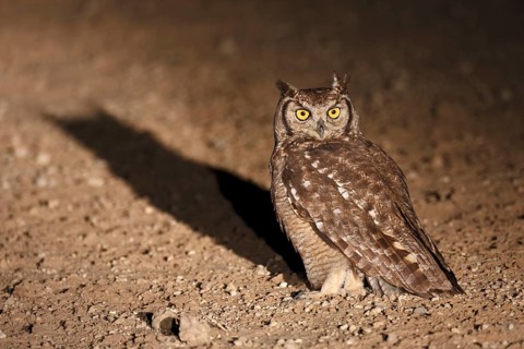 Spotted spotted eagle-owl