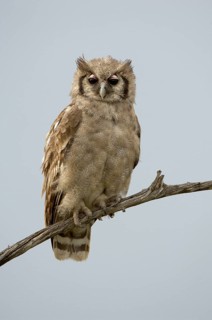 Verreaux's eagle-owls