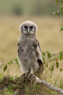 Verreaux's eagle-owls