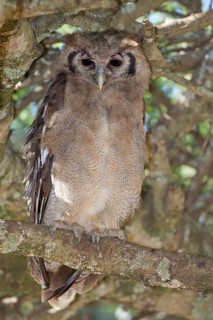 Verreaux's eagle-owls