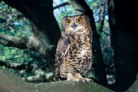 Cape eagle-owl